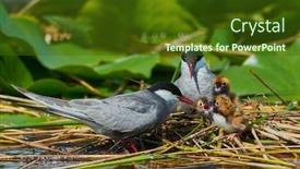  Presentation with chicks - PPT layouts consisting of common-tern-couple-feeding background and a tawny brown colored foreground