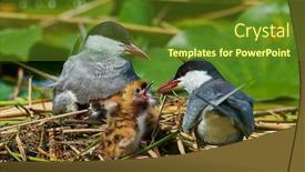  Presentation with chicks - Beautiful presentation featuring common-tern-couple-feeding backdrop and a tawny brown colored foreground