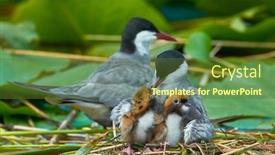  Presentation with chicks - Slide set with common-tern-couple-feeding background and a tawny brown colored foreground