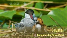  Presentation with chicks - Colorful presentation design enhanced with common-tern-couple-feeding backdrop and a tawny brown colored foreground