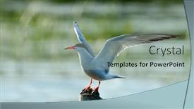  Presentation with natural - Amazing presentation design having common tern in natural habitat sterna hirundo backdrop and a light gray colored foreground