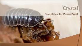  Presentation with crustacean - Beautiful presentation theme featuring common terrestrial crustacean the pill bug or sow bug also known as rollie-pollies armadillidium sp backdrop and a sky blue colored foreground
