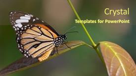  Presentation with tiger - PPT layouts consisting of common-tiger-butterfly-danaus-genutia background and a tawny brown colored foreground