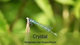  Presentation with pond - Slide deck enhanced with common to the british isles background and a gold colored foreground