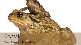  Presentation with baby animals - Beautiful slides featuring common toad and her baby backdrop and a gold colored foreground