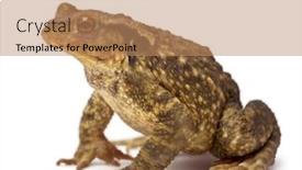  Presentation with background - Slides with common-toad-bufo-bufo-against background and a coral colored foreground