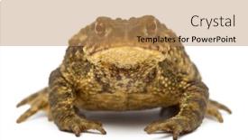  Presentation with background - Cool new PPT theme with common-toad-bufo-bufo-against backdrop and a coral colored foreground
