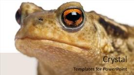  Presentation with common cold cough - Slides enhanced with common toad bufo bufo background and a coral colored foreground