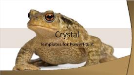  Presentation with common cold cough - Slides with common toad bufo bufo background and a gold colored foreground