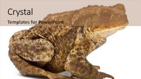 Presentation with common cold cough - Beautiful slides featuring common toad bufo bufo backdrop and a coral colored foreground