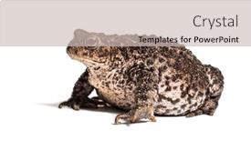  Presentation with background - Presentation with common toad european toad or simply the toad bufo bufo in front of white background background and a soft green colored foreground