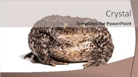  Presentation with background - PPT theme enhanced with perception - common toad european toad background and a light gray colored foreground
