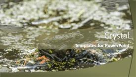  Presentation with lotus - Slides enhanced with common-toad-or-european-toad background and a coral colored foreground