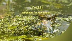  Presentation with lotus - PPT layouts featuring common-toad-or-european-toad background and a tawny brown colored foreground