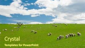  Presentation with green hills - Beautiful PPT layouts featuring grass with herds of sheep backdrop and a tawny brown colored foreground
