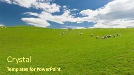  Presentation with green hills - Beautiful PPT theme featuring common view in the new zealand - hills covered by green grass with herds of sheep backdrop and a tawny brown colored foreground