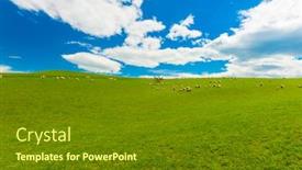  Presentation with green hills - Beautiful PPT layouts featuring common view in the new zealand - hills covered by green grass with herds of sheep backdrop and a tawny brown colored foreground
