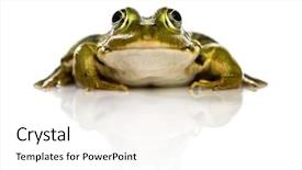  Presentation with frog - Presentation design enhanced with common water frog in front of a white background background and a white colored foreground