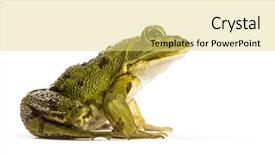  Presentation with frog - Presentation design having common water frog in front of a white background background and a yellow colored foreground