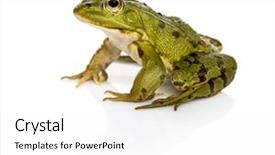  Presentation with frog - Presentation theme consisting of common water frog in front of a white background background and a white colored foreground