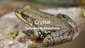  Presentation with perasalinana water birth - Beautiful slides featuring common water frog on a stone backdrop and a coral colored foreground