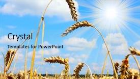  Presentation with field - Colorful PPT theme enhanced with common wheat - bread wheat triticum backdrop and a light blue colored foreground