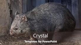  Presentation with animal - Beautiful slides featuring common-wombat-vombatus-ursinus-wild backdrop and a dark gray colored foreground