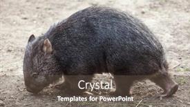  Presentation with animal - PPT layouts enhanced with common-wombat-vombatus-ursinus-wild background and a dark gray colored foreground