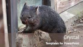  Presentation with animal - Presentation theme featuring common-wombat-vombatus-ursinus-wild background and a gray colored foreground