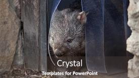  Presentation with animal - Colorful slides enhanced with common-wombat-vombatus-ursinus-wild backdrop and a  colored foreground