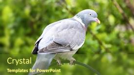  Presentation with green foliage - Slide set featuring common-wood-pigeon-columba-palumbus background and a tawny brown colored foreground
