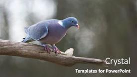  Presentation with environment - Colorful PPT theme enhanced with common-wood-pigeon-in-nature backdrop and a dark gray colored foreground