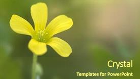  Presentation with yellow wood - PPT theme enhanced with common yellow wood-sorrel oxalis stricta in full bloom background and a tawny brown colored foreground