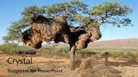  Presentation with tree templaze - Amazing theme having communal nest of sociable weavers backdrop and a coral colored foreground