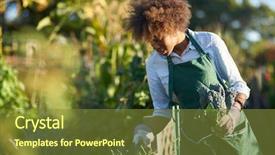  Presentation with community garden - Beautiful presentation theme featuring communalism - african american woman tending backdrop and a tawny brown colored foreground