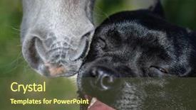  Presentation with foal - Audience pleasing theme consisting of communicating of different animal backdrop and a tawny brown colored foreground