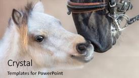  Presentation with horse - Amazing slides having communicating of different animal backdrop and a light gray colored foreground