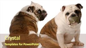  Presentation with fight - Beautiful presentation featuring communication problem - dog fight - two english backdrop and a tawny brown colored foreground