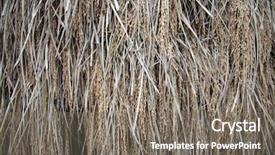  Presentation with storage and drying of grain - PPT layouts having community ethnic minority - drying rice after harvest background and a  colored foreground