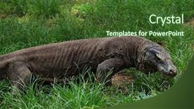  Presentation with dragon - Slide set with comodo dragon in a lush background and a  colored foreground