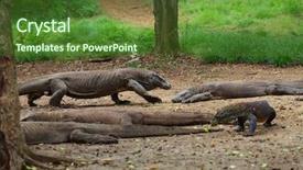  Presentation with dragon - Beautiful theme featuring comodo dragons walking backdrop and a  colored foreground