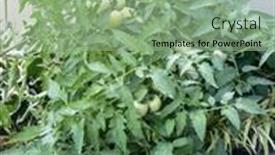  Presentation with tomato plant - Presentation design enhanced with compact-urban-tomato-plant background and a mint green colored foreground