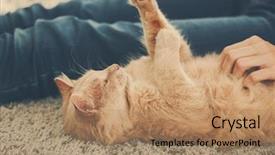  Presentation with companion - Colorful slide set enhanced with companion - cute cat lying on carpet backdrop and a coral colored foreground