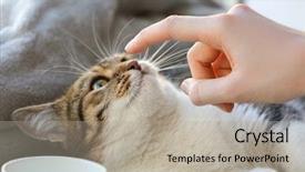  Presentation with cat - Presentation theme consisting of companion - owner playing with cute funny background and a mint green colored foreground