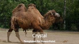  Presentation with camel - Colorful presentation theme enhanced with compare contrast - bactrian two-humped camel camelus bactrianus backdrop and a coral colored foreground