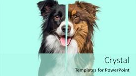  Presentation with red white blue - Slides having comparison-between-black-and-white background and a cool aqua colored foreground