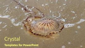  Presentation with jellyfish - Presentation having compass-jellyfish-washed-ashore background and a coral colored foreground