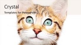  Presentation with kitten - Presentation theme featuring compassion - cute kitten looking up background and a lemonade colored foreground