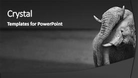  Presentation with elephants - Cool new slide deck with compassion - elephants interacting artistic processing backdrop and a dark gray colored foreground