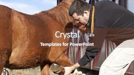  Presentation with coat horse cow camel sheep offspring - Colorful presentation enhanced with competition doctor - vet examining horse shoe backdrop and a tawny brown colored foreground